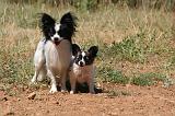 EPAGNEUL PAPILLON 176